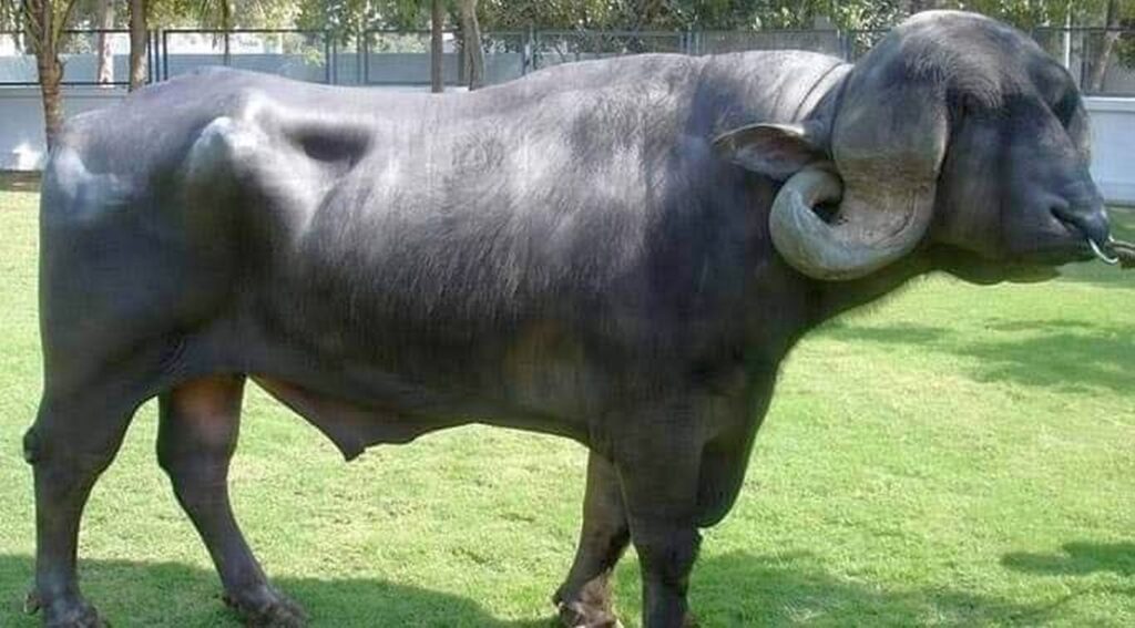 মহিষের খাদ্য 4 জাফরাবাদি মহিষ