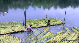 ব্যবহারিক: পাট জাগ দেয়ার উন্নত পদ্ধতি 4 পাট জাগ দেয়া বা পাট পচানো 2 ব্যবহারিক: পাট জাগ দেয়ার উন্নত পদ্ধতি