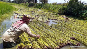 ব্যবহারিক: পাট জাগ দেয়ার উন্নত পদ্ধতি 2 পাট জাগ দেয়া বা পাট পচানো