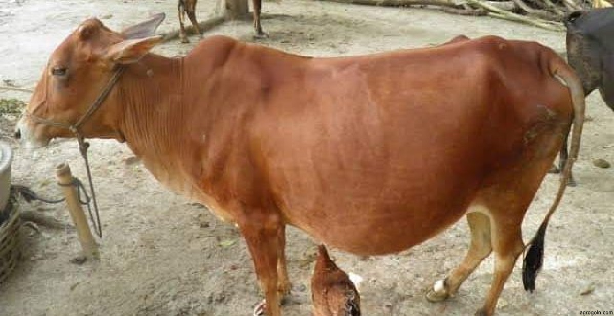 ব্যবহারিকঃ গর্ভবতী বকনা বা গাভী শনাক্তকরণ
