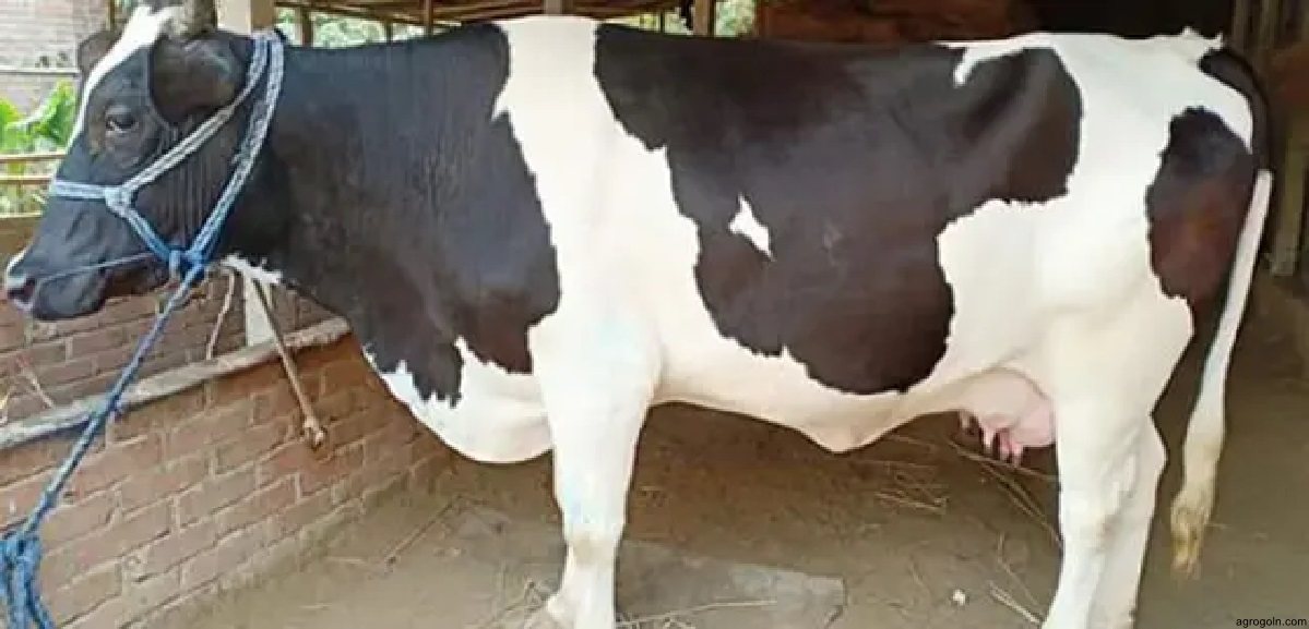 ব্যবহারিকঃ গরম হওয়া বকনা বা গাভী শনাক্তকরণ