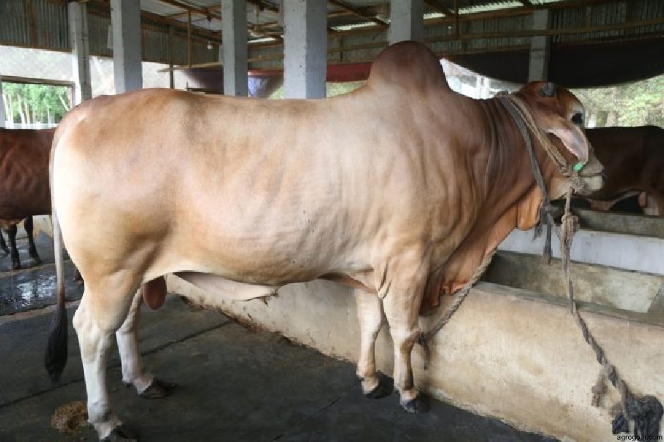 কৃত্রিম প্রজনন 3 কৃত্রিম প্রজনন