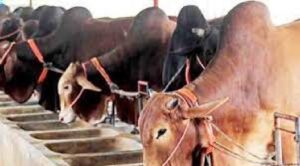চূড়ান্ত মূল্যায়ন- দুগ্ধ খামার স্থাপন