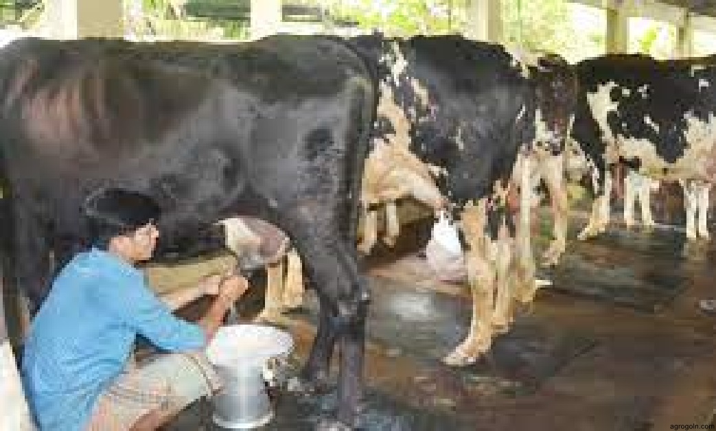 দুগ্ধ খামারের আয় ব্যয়ের হিসাব