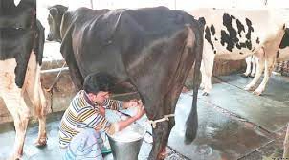 ব্যবহারিকঃ হাত দিয়ে দুধ দোহন 3 ব্যবহারিকঃ হাত দিয়ে দুধ দোহন