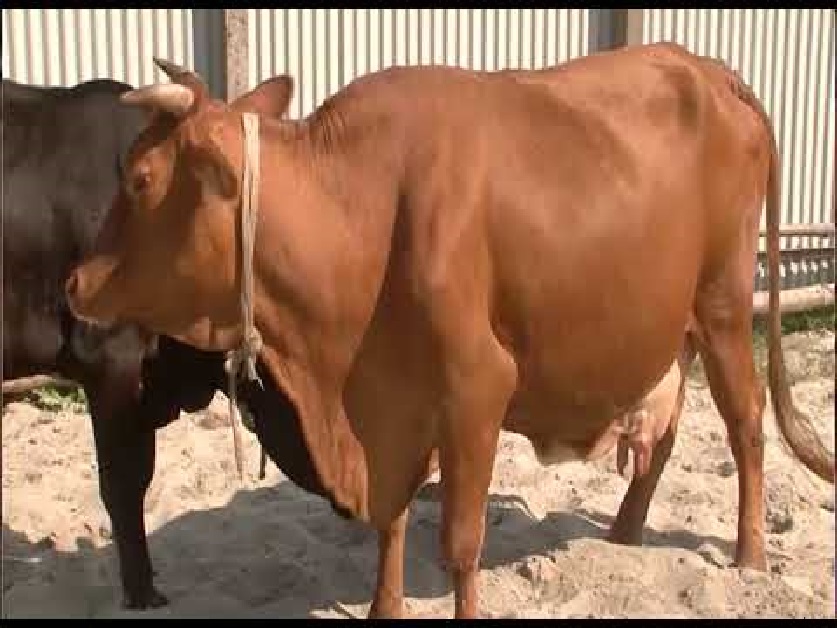 দুগ্ধ খামার ব্যবস্থাপনা