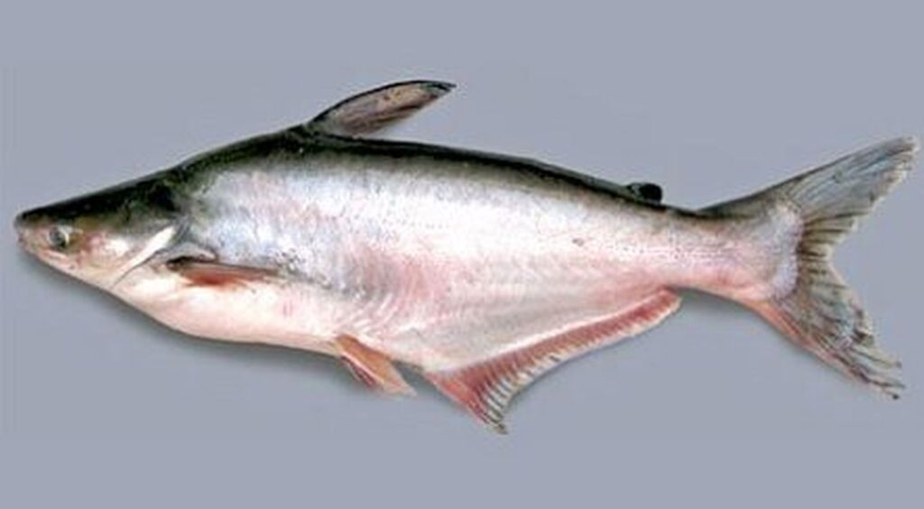 পাঙ্গাশ মাছ
