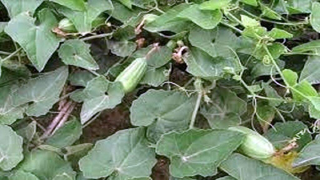 পটল