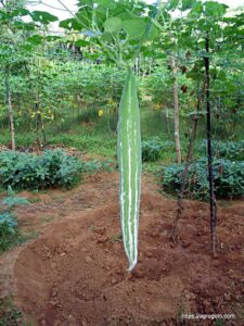 চিচিঙ্গা বা কইডা বা কুশি বা হইডা, Snake gourd, Chichinga, Trichosanthes cucumerina