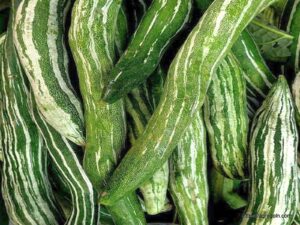 চিচিঙ্গা বা কইডা বা কুশি বা হইডা, Snake gourd, Chichinga, Trichosanthes cucumerina