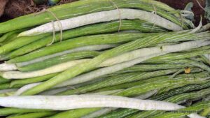 চিচিঙ্গা বা কইডা বা কুশি বা হইডা, Snake gourd, Chichinga, Trichosanthes cucumerina