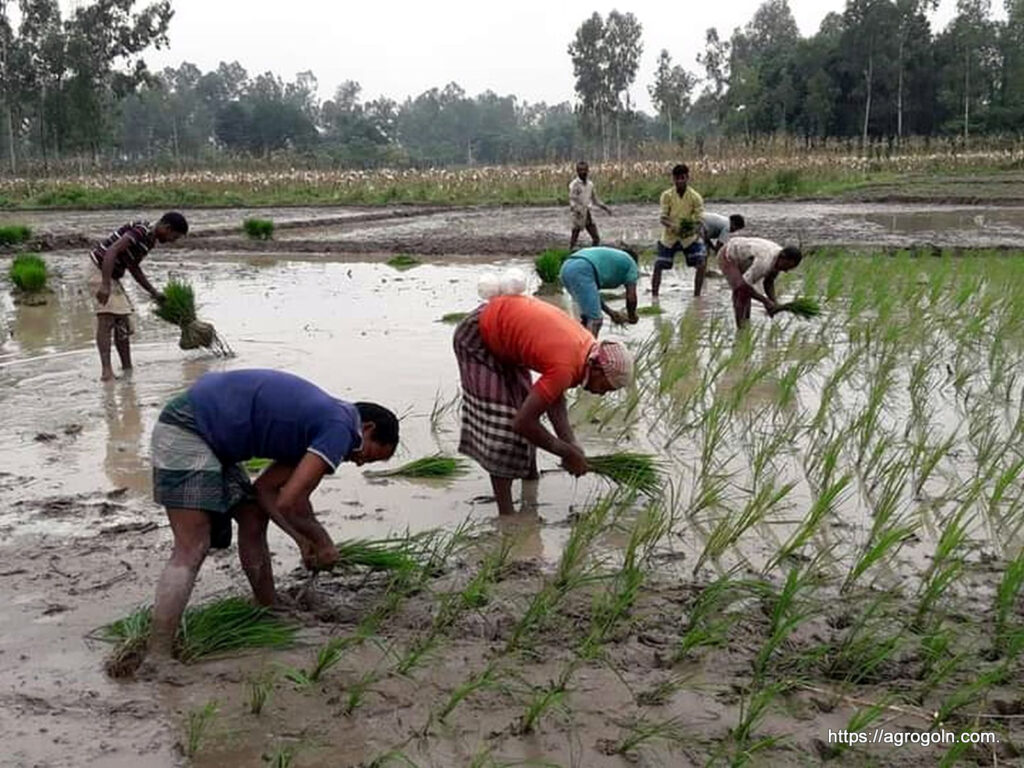 ধান রোপণ