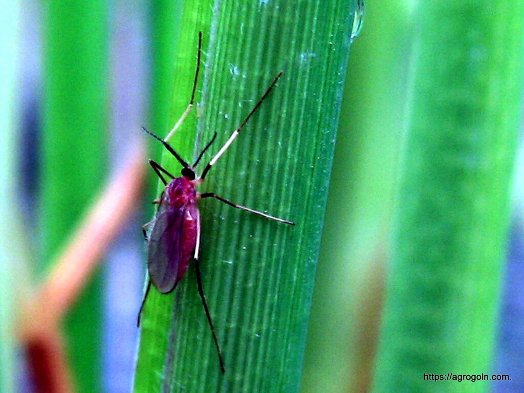 ধানের নলিমাছি বা গলমাছি