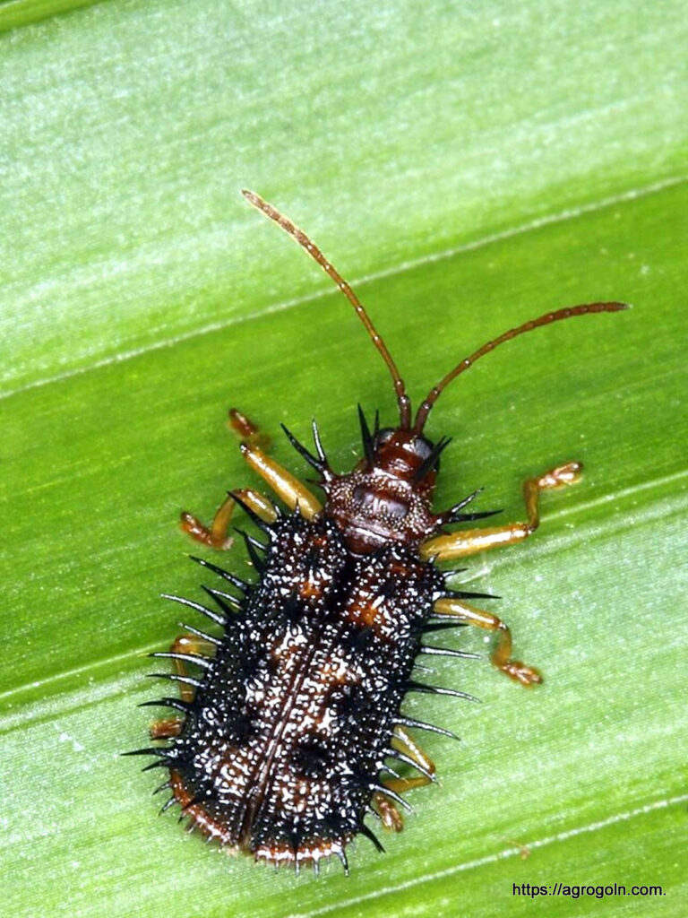 ধানের পামরি পোকা
