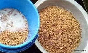 ধানের বীজ শোধন
