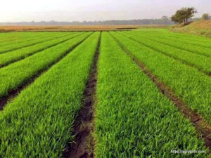 ধানের বীজতলার ধরণ