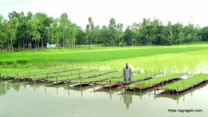 ভাসমান বীজতলা