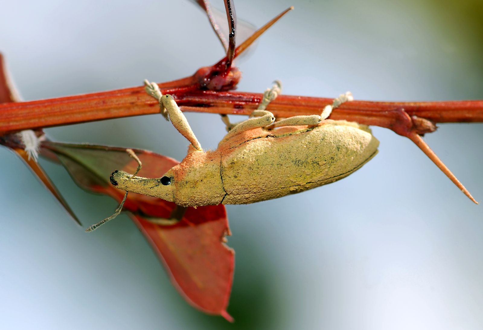 উইভিল পোকা