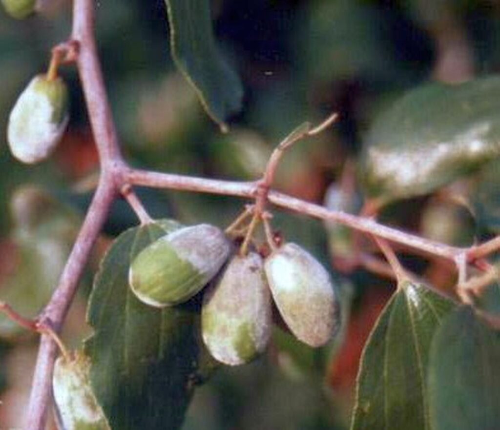 কুলের পাউডারি মিলডিউ রোগ