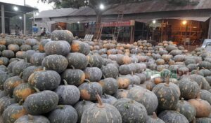 মিষ্টি কুমড়া
