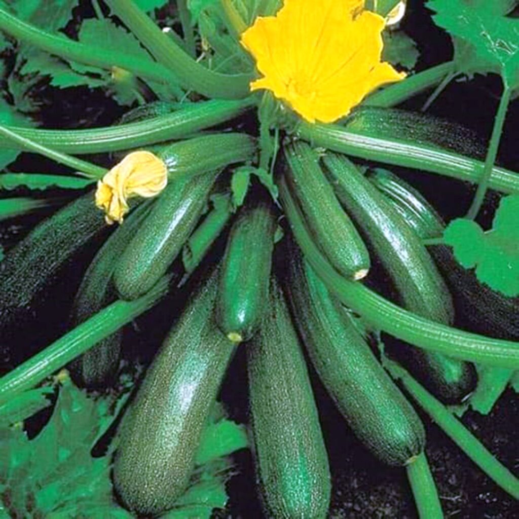 স্কোয়াশ 
