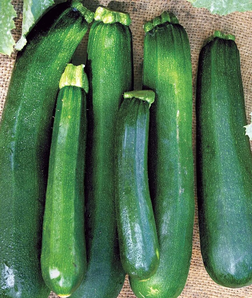 স্কোয়াশ 