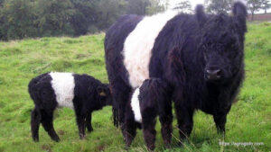 Belted Galloway Cow
