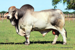 Brahman Cow
