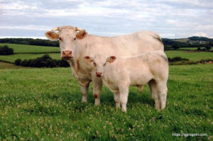 Charolais Cow