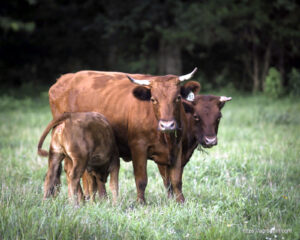 Dexter Cow