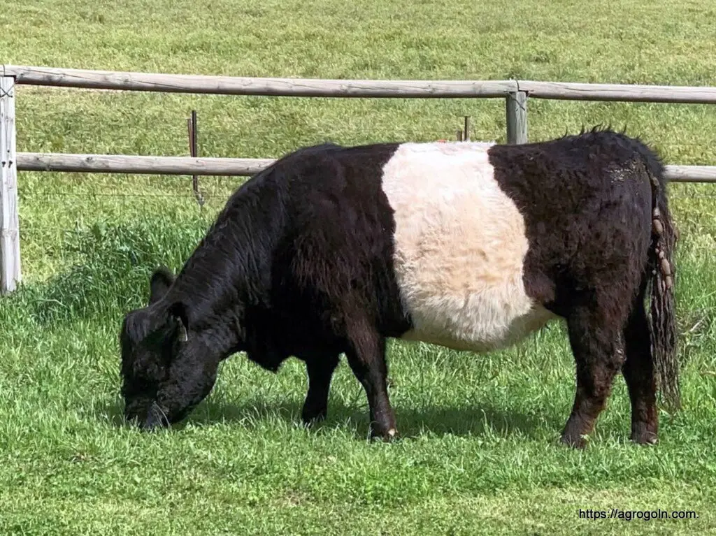 Galloway Cow