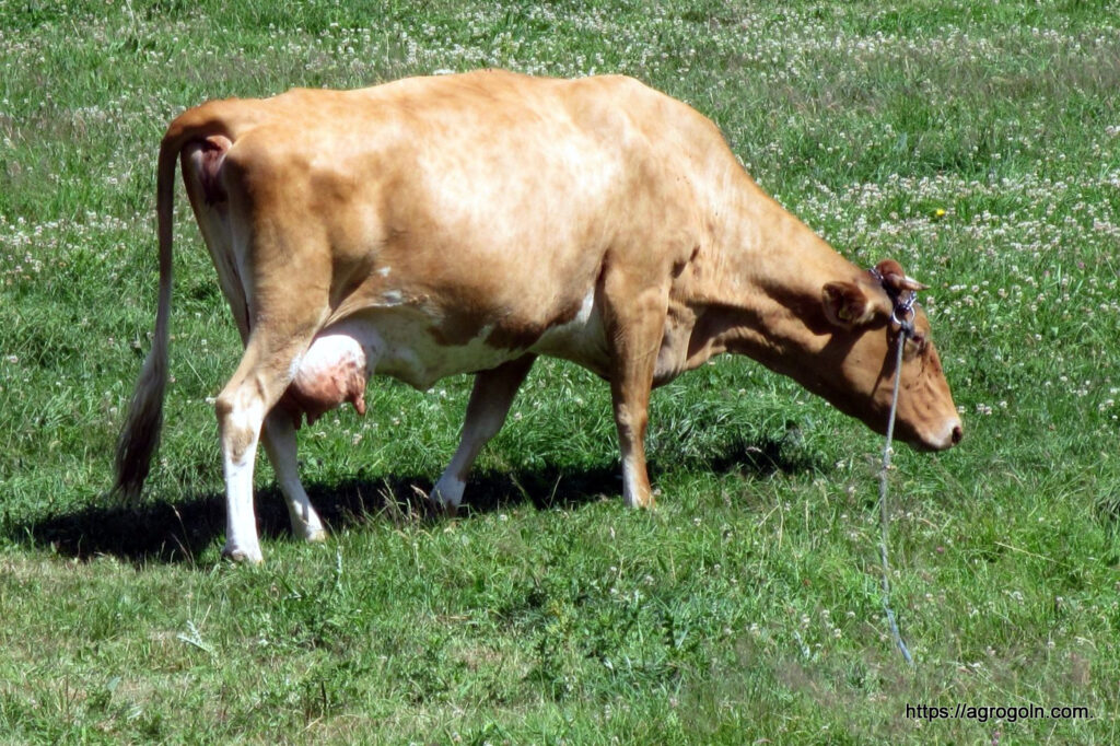 Guernsey cattle