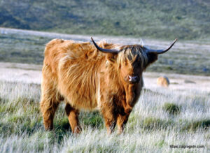 Highland Cow