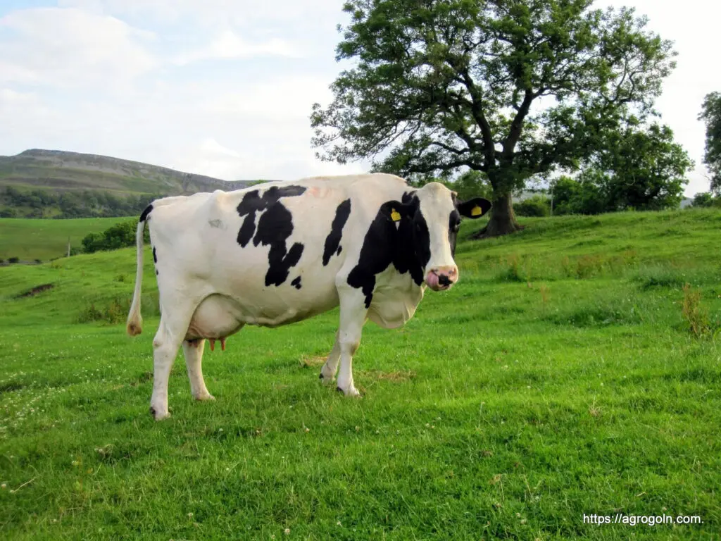 Holstein Friesian