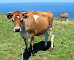 Jersey cattle
