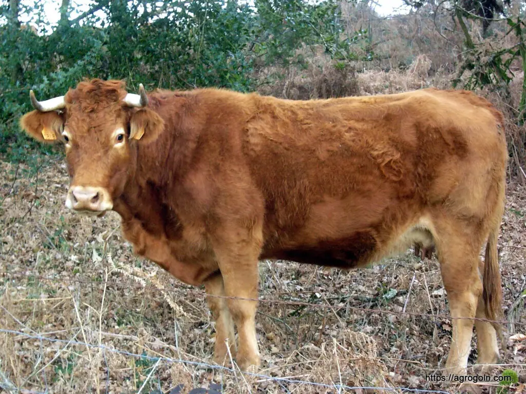 Limousin Cow