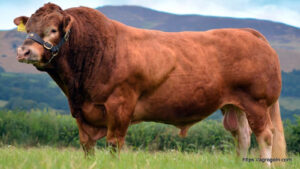 Limousin Cow