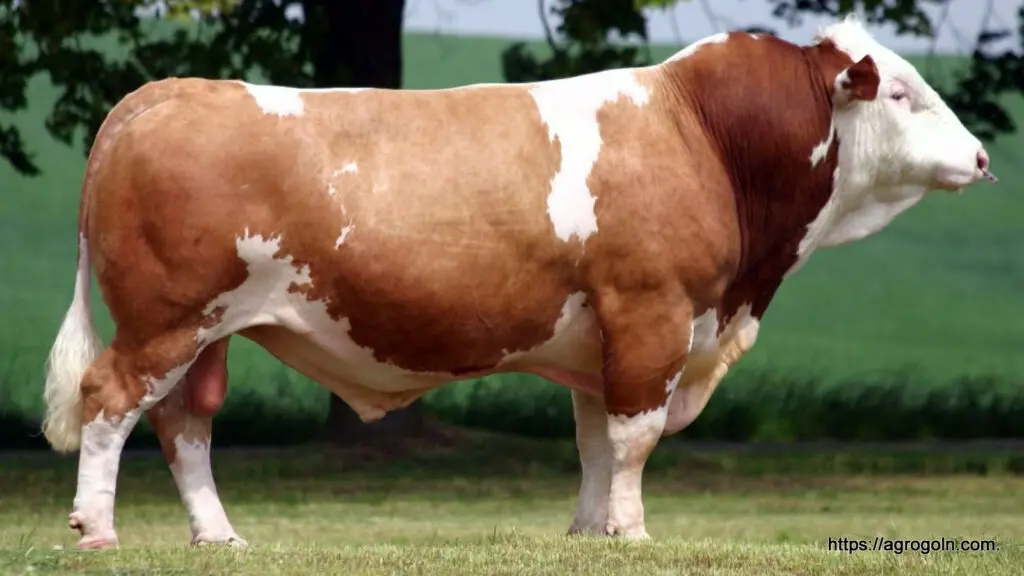 Simmental Cow
