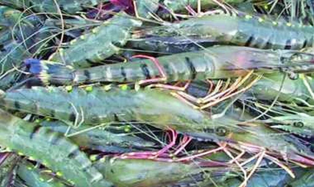 অত্যাধুনিক পদ্ধতিতে বাগদা চাষ