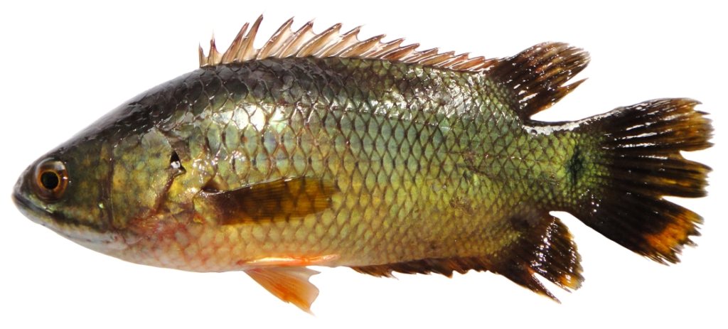 কই মাছ
