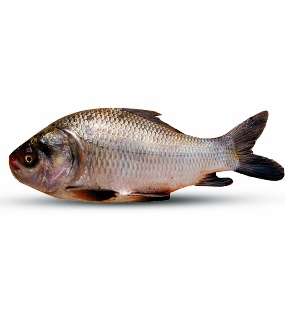 কাতল মাছ