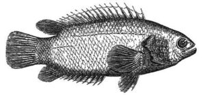 কৈ মাছ