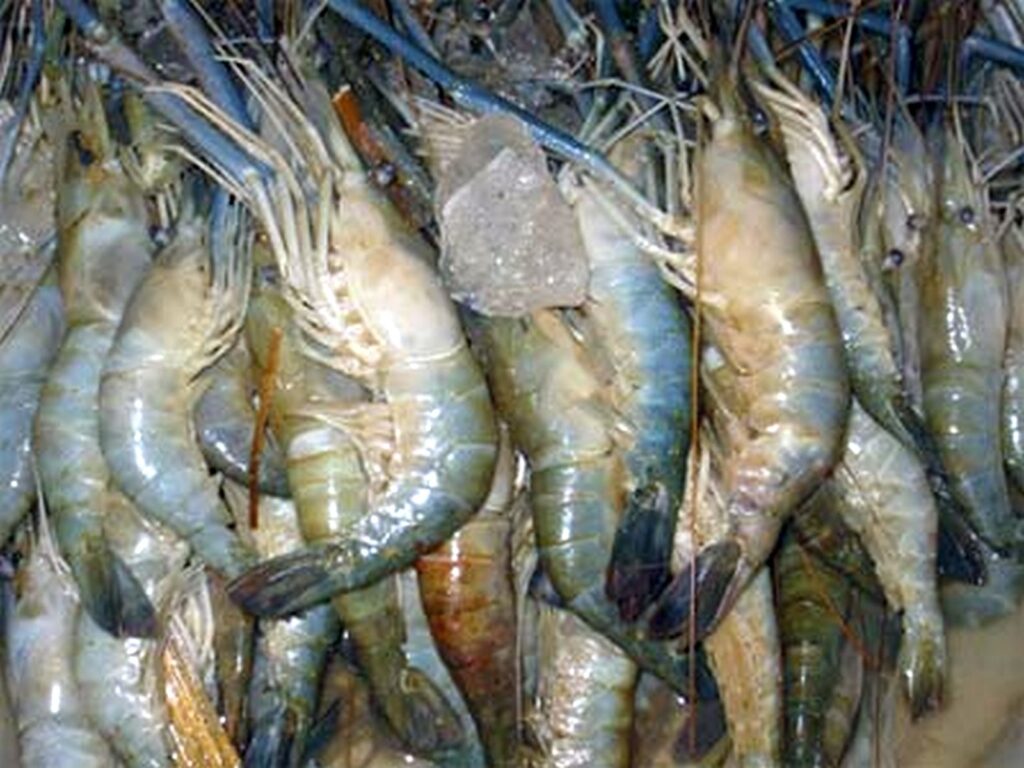 ঘেরের গলদা চিংড়ি