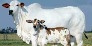 দুগ্ধবতী গাভী
