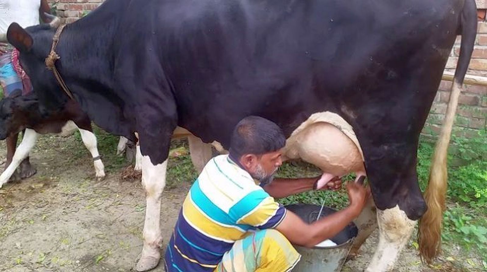 বাংলাদেশের দুগ্ধ খামার: সম্ভাবনা, চ্যালেঞ্জ ও ভবিষ্যৎ 1 দুগ্ধবতী গাভী