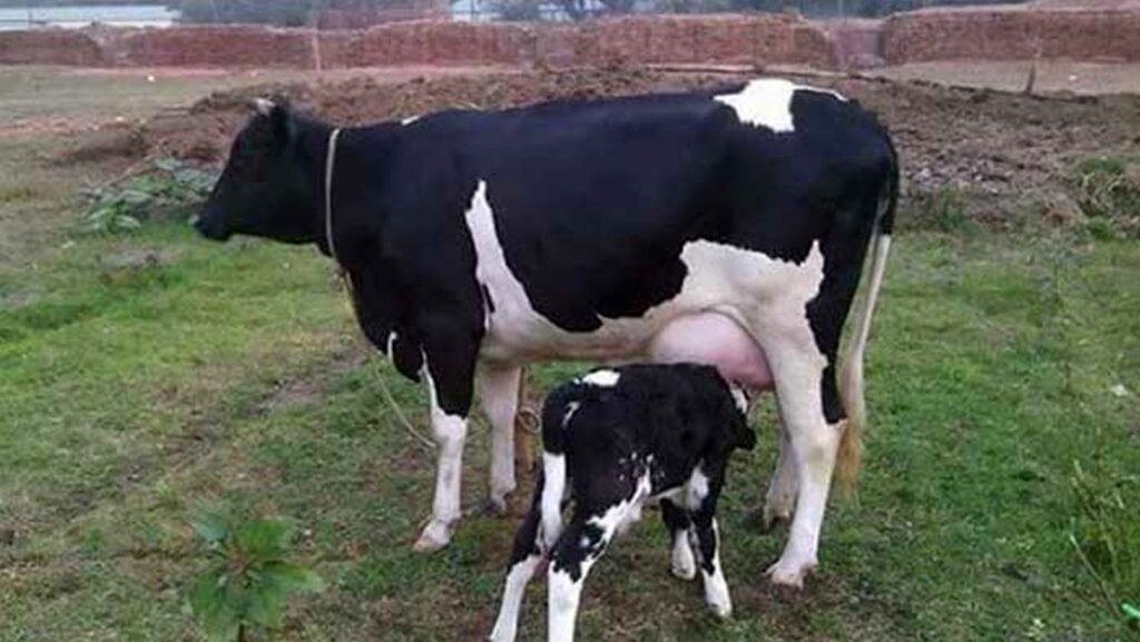 দুধ উৎপাদন ও সংরক্ষণ