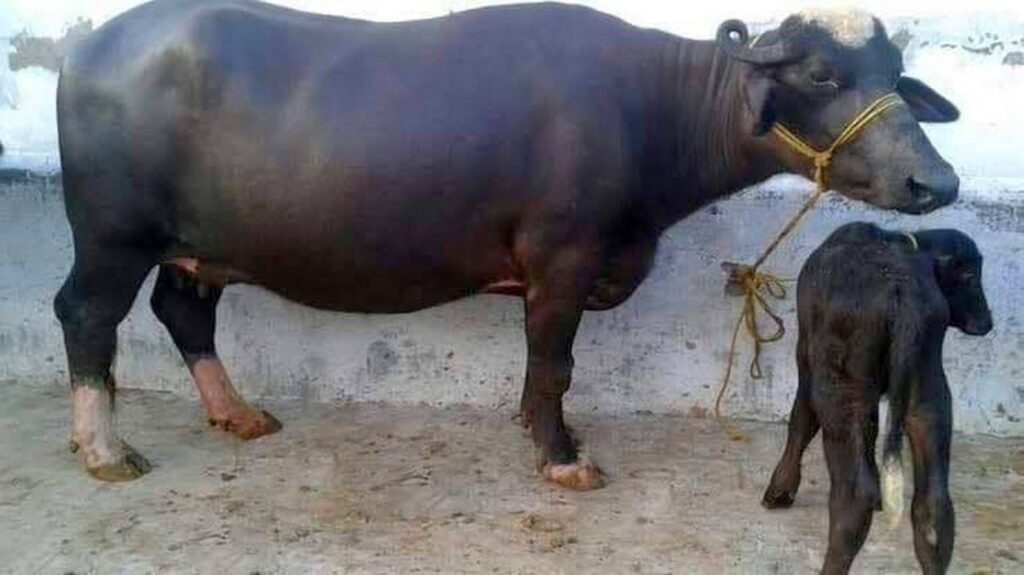 নীলি মহিষ