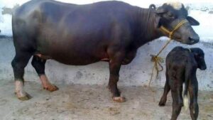 নীলি মহিষ