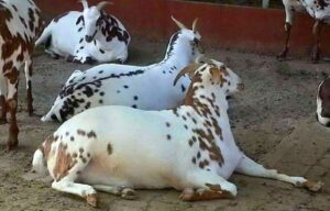 বারবারি ছাগল