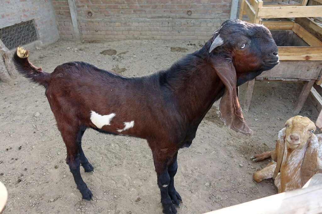 বিটল ছাগল